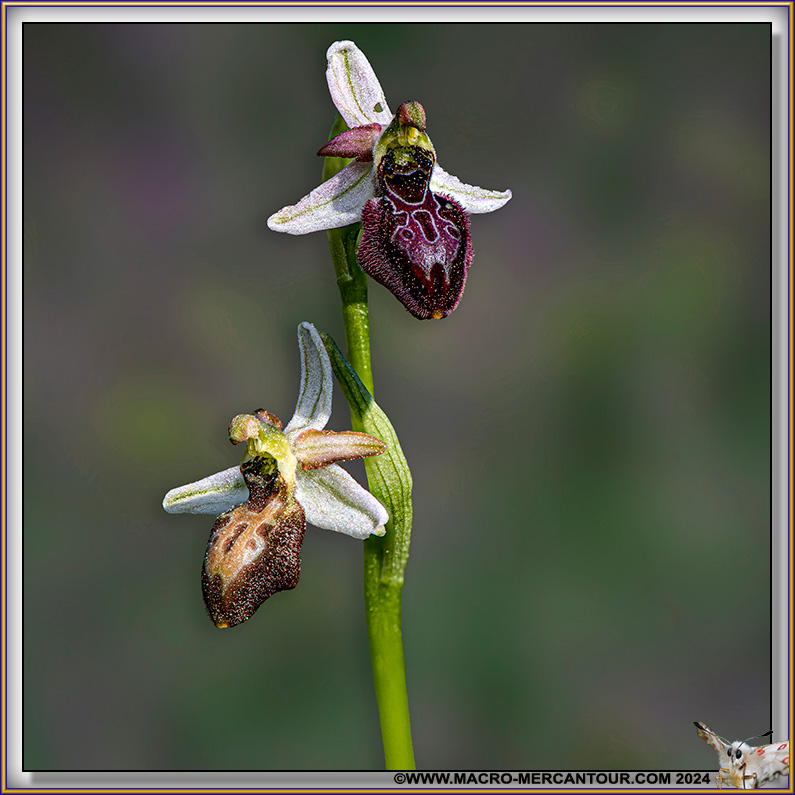 Ophrys Arachnitiformis